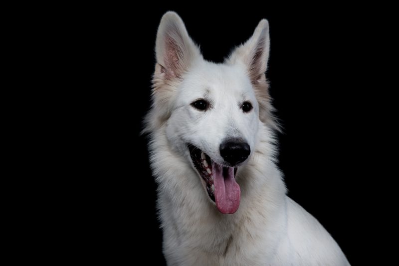 Hundefotos, Tierfotograf, Tiershooting, Tierfoto